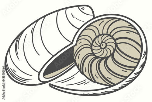 117 mussel, shell, freshwater, bivalve mollusk, close-up, detailed, photorealistic, high resolution