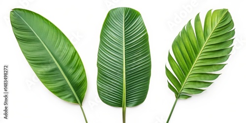 Tropical Leaf Composition T...