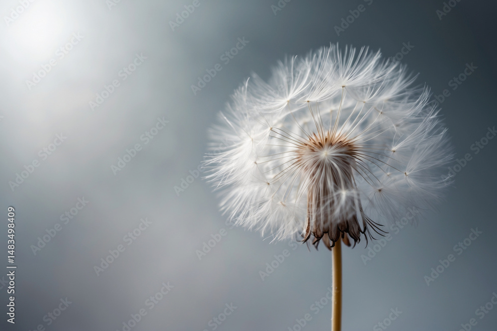 Obraz premium Close-up of a Dandelion Seed Head Against a Soft Gray Background