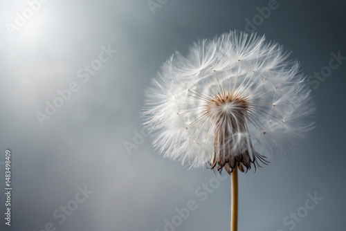 Wallpaper Mural Close-up of a Dandelion Seed Head Against a Soft Gray Background Torontodigital.ca