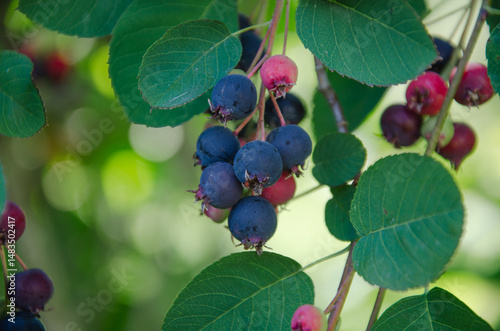 blue berries close-up, Amelanchier rotundifolia