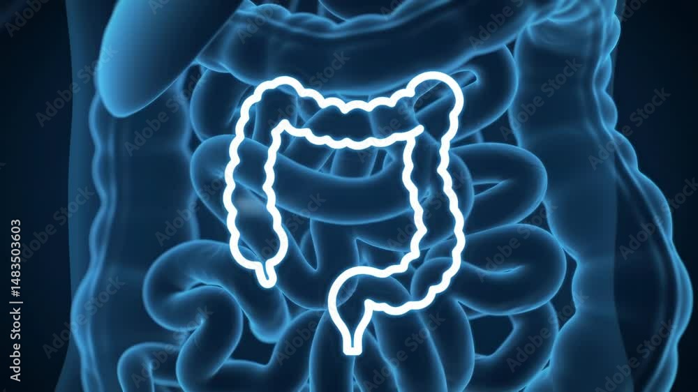 Human Intestine Anatomy: Detailed Animated Visualization of the ...