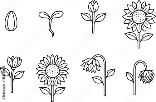 Sunflower growth stages icons set – outline, plant development and botanical symbols