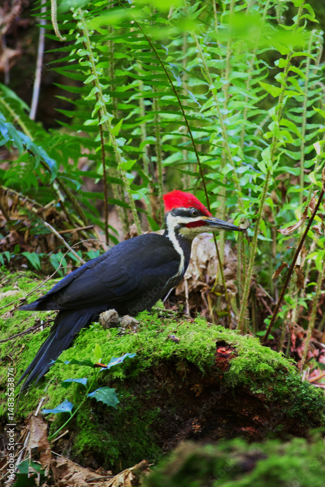 Fototapeta premium Pileated woodpecker (Dryocopus pileatus)