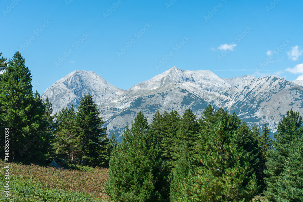 Obraz premium Distant view of Vihren Peak and Koncheto Ridge with pine trees in the foreground under clear blue sky in August.