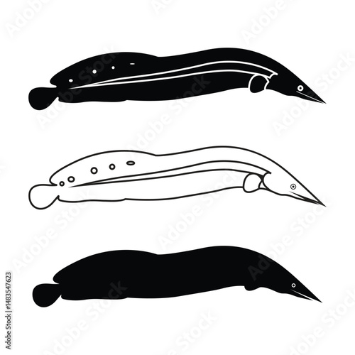   Giant Spiny Eel Borneo Sucker Discus Fish Eli fish vector