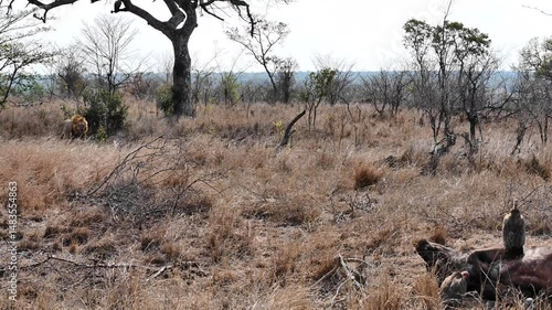 Watch as a majestic male lion charges toward a buffalo carcass, fiercely driving away a flock of vultures attempting to steal his meal. With raw power and dominance, he reclaims his rightful feast.