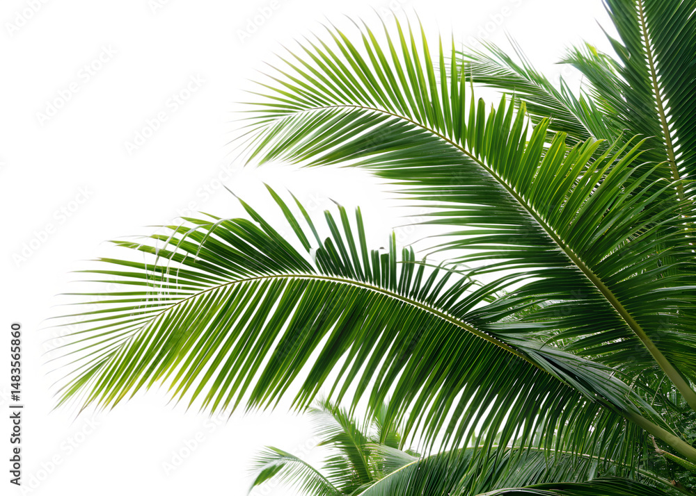 Naklejka premium Green Palm Leaves Tropical Nature Summer Plant