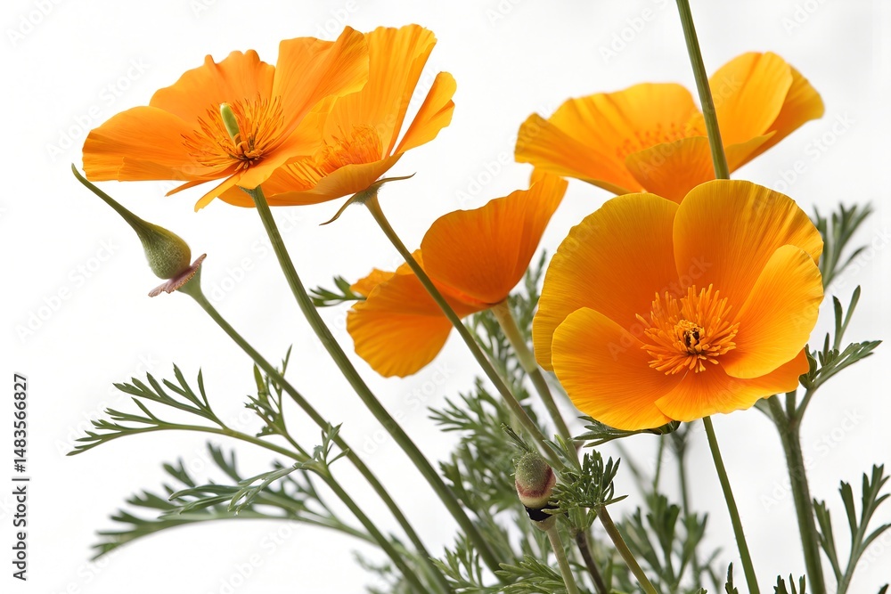Naklejka premium golden poppy flower isolated on white background