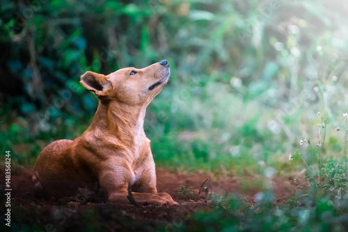 A beautiful stray dog rests calmly in the wild bush, its gentle expression and weathered features telling a story of resilience; sharp focus captures the peaceful moment against a softly blurred natur