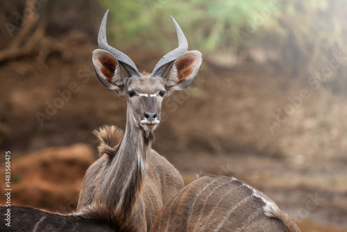 A Kudu juvenile bull lifts its head in alertness, scanning the surroundings for potential threats; sharp focus highlights its youthful features and keen gaze against the natural backdrop.