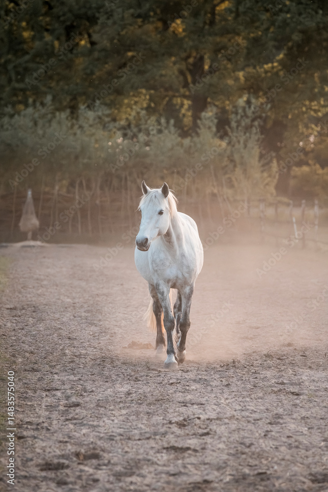 Obraz premium horse equine pony in paddock paradise natural pretty living their best life 
