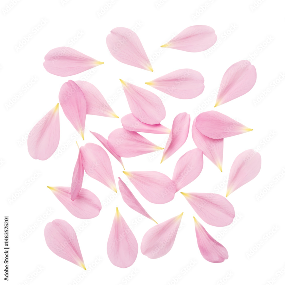 Naklejka premium Scattered pink flower petals isolated on a transparent background creating a floral pattern
