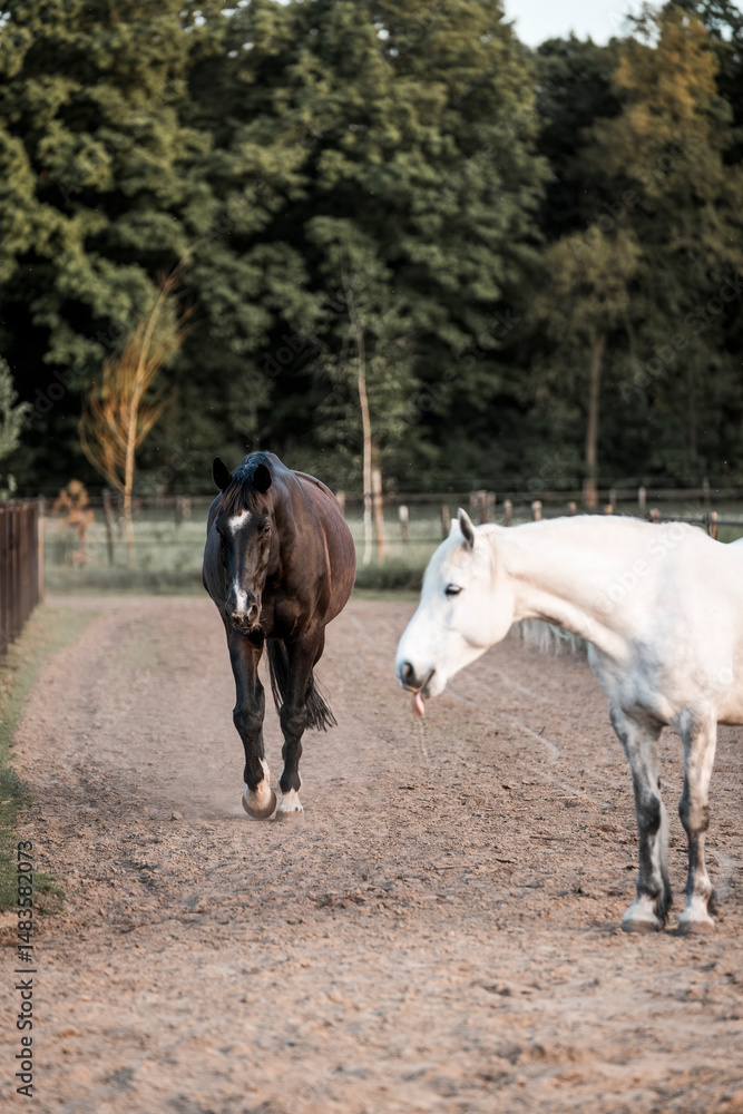 Obraz premium horses living in track system paddock paradise natural habitat