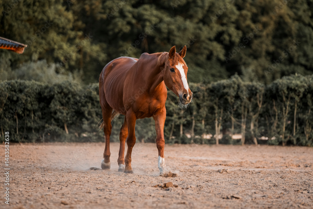 Fototapeta premium Horse equine pony living in paddock paradise their best life track system