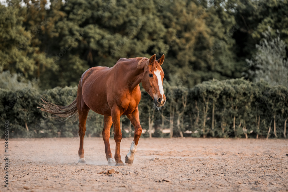 Horse equine pony living in paddock paradise their best life track system Horse equine pony living in paddock paradise their best life track system