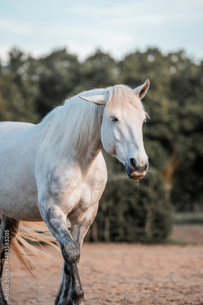 Obraz premium Horse equine pony living in paddock paradise their best life track system