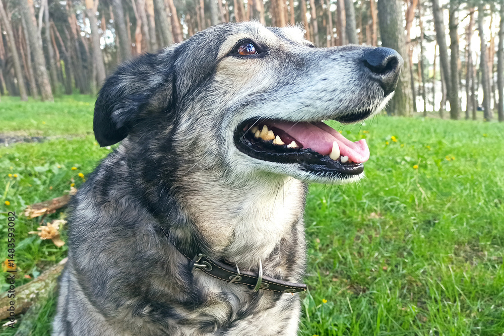 Friendly and trusting look of a dog.
Beautiful eyes reflect the psychology of a dog.
Friendly and trusting look of a dog.
Beautiful eyes reflect the psychology of a dog.