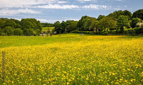 Cows grazing in the may high weald buttercups near battle east Sussex south east England UK