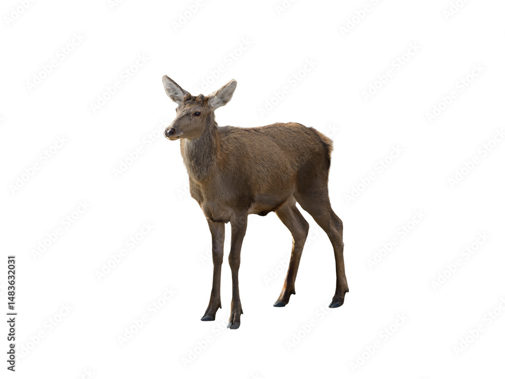 Fototapeta premium young deer isolated on white background