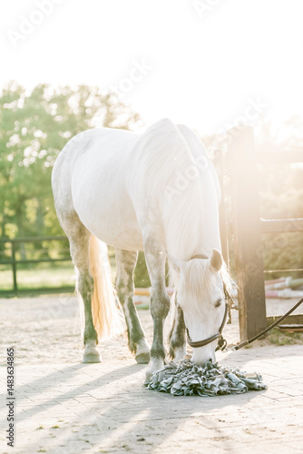 snuffle mat horse equine brain work training