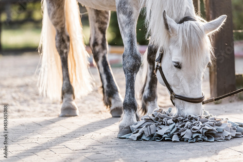 snuffle mat horse equine brain work training