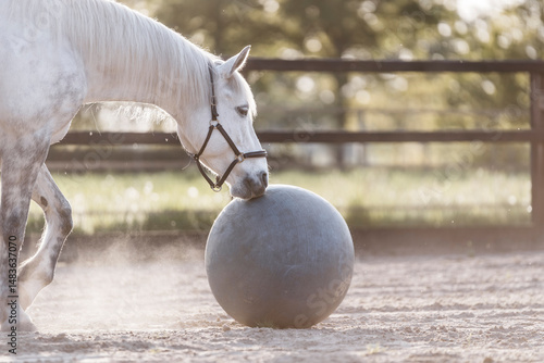 фотографія White horse nudging a large round exercise ball in a sunlit fenced paddock durin
