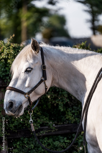 Canvastavla Close-up profile of a white horse wearing leather bridle and halter in a sunlit