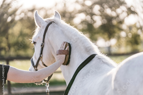 brushing cleaning your horse groom equine pretty 