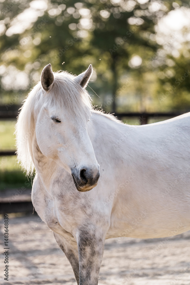 white horse portrait white horse portrait