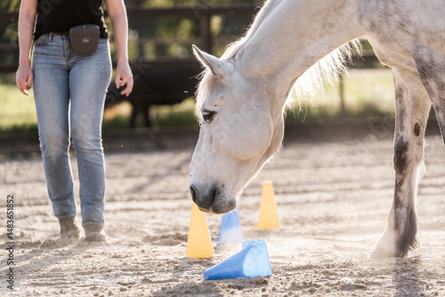 Cuadro en lienzo horse training clicker target equine