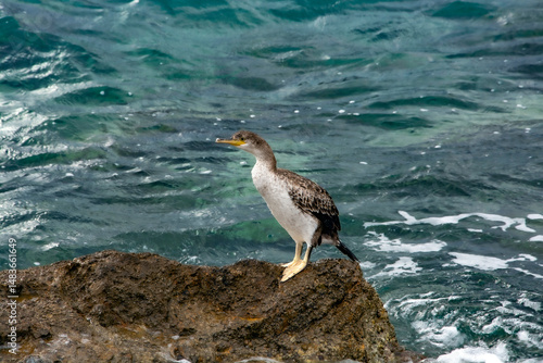 seagull on the rocks