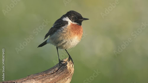 European stonechat saxicola rubicola bird songbird wildlife nature predator cock o the north, beautiful animal mountain finch, animal, bird watching ornithology, flower bud fauna wildlife Europe