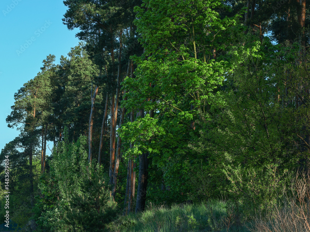 Fototapeta premium Part of a strip of forest, dense, green, a piece of blue sky is visible