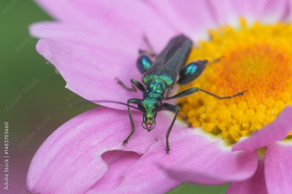 Naklejka premium Closeup on the metallic green swollen-thighed or thick-legged false oil beetle Oedemera nobilis on a pink flower