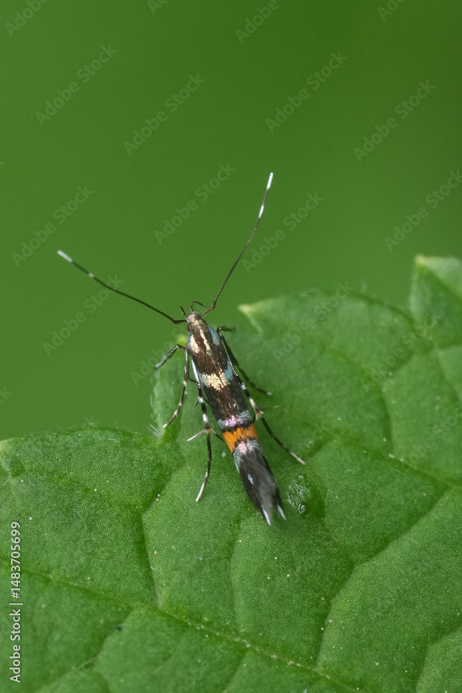 Fototapeta premium Vertical closeup on a colorful European micro moth, Cosmopterix zieglerella