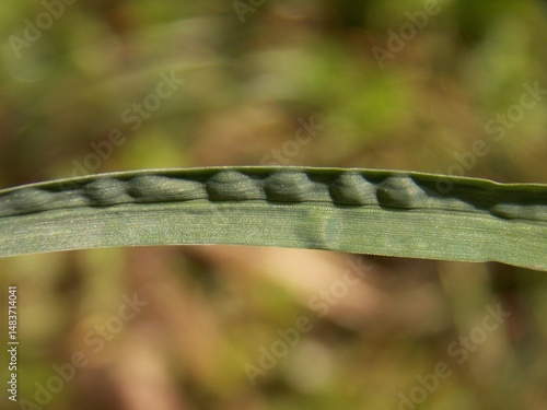 Canvastavla a gurgling green leaf of grass
