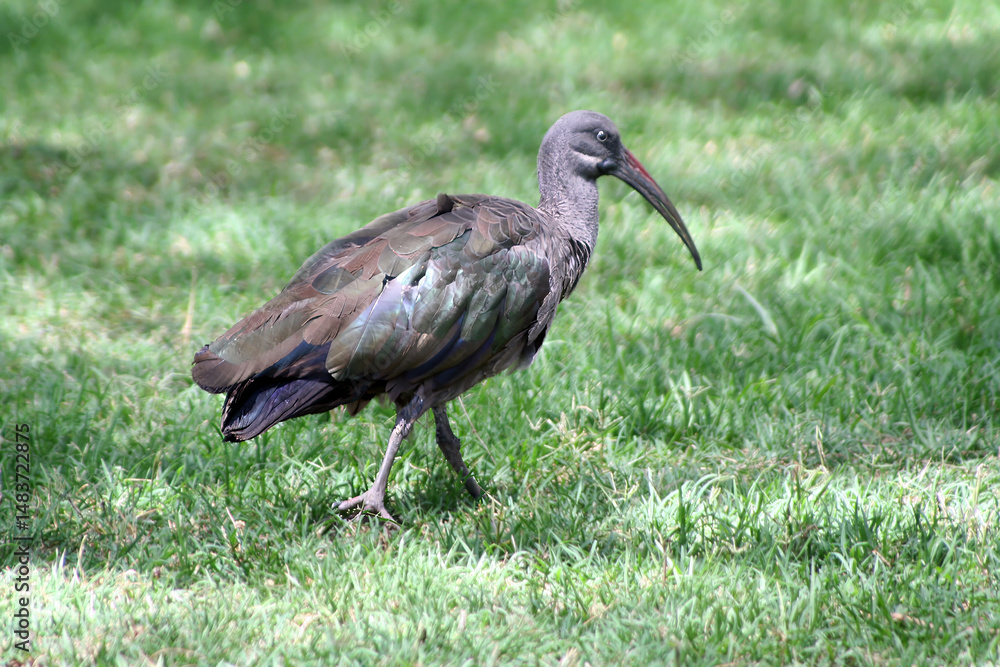 Fototapeta premium Hadada ibis, Bostrychia hagedash, on a lawn