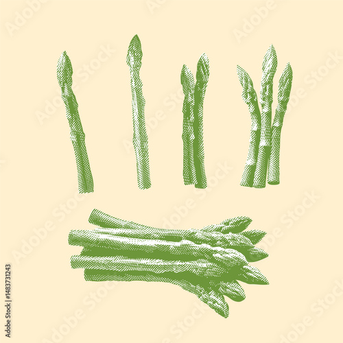 Asparagus, asparagus vector, asparagus illustration, line drawing on cream color background.