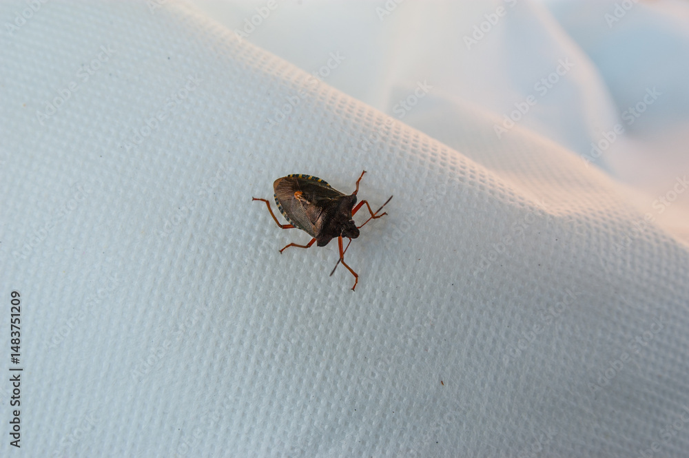brown marmorated stink bug resting on a white fabric surface.