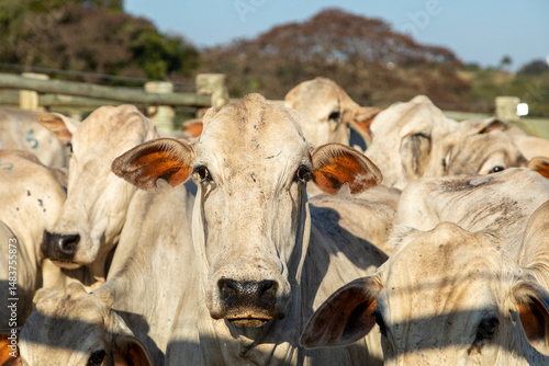 Tapet Portrait of an ox confined in the auction stall stable