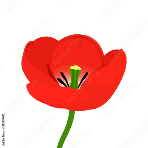 Crimson Tulip's Embrace: A vibrant crimson tulip, blooms, showcasing its delicate petals and a single stem, bringing a sense of tranquility and freshness to the viewer.