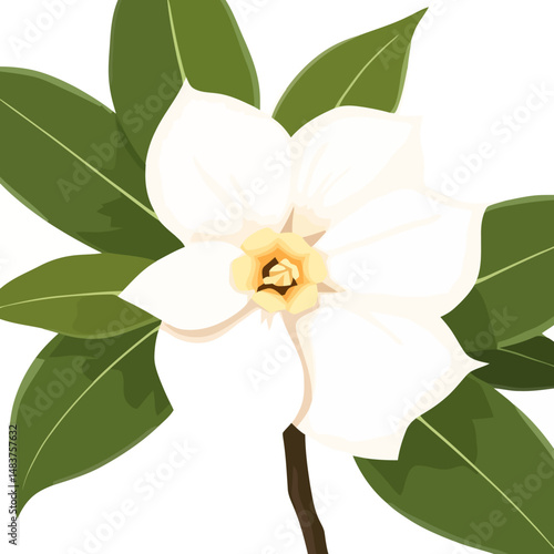 Magnolia Blossom Illustration: A close-up illustration showcases the pristine beauty of a magnolia blossom, its creamy white petals gently unfurling, and vibrant green leaves surrounding it.