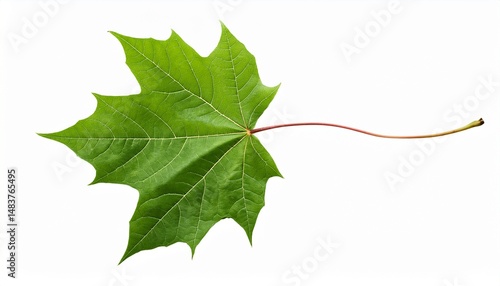 isolated green maple leaf