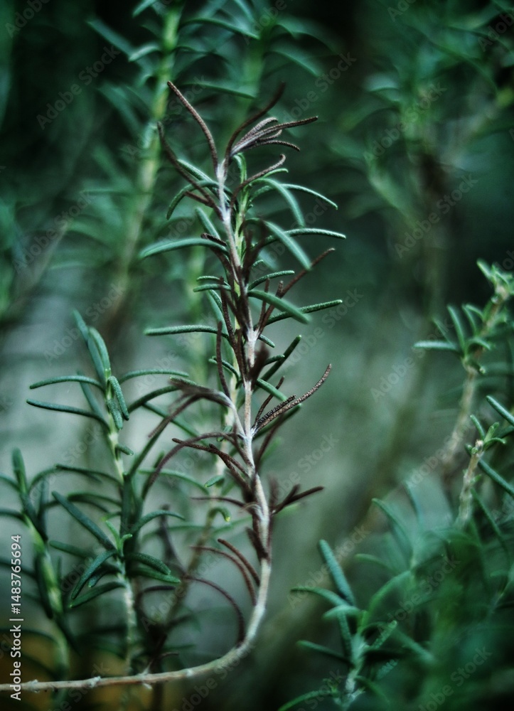 Obraz premium Spindly grass against a blurred background.