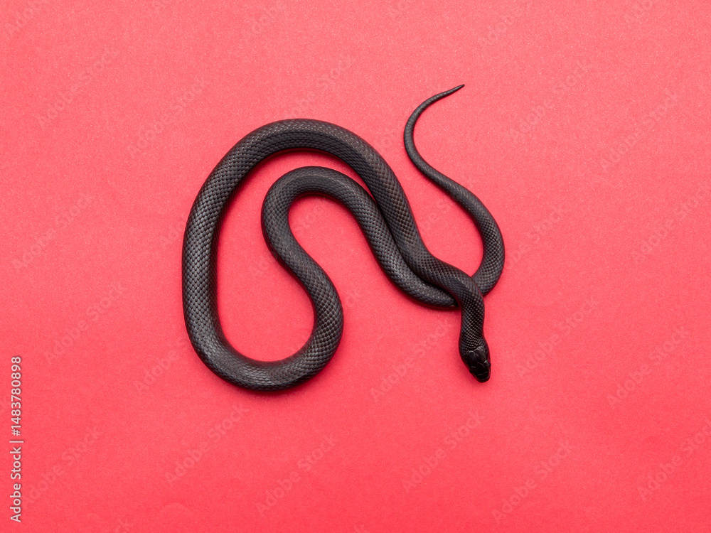 Obraz premium The Mexican black kingsnake (Lampropeltis getula nigrita) is part of the larger colubrid family of snakes, and a subspecies of the common kingsnake.