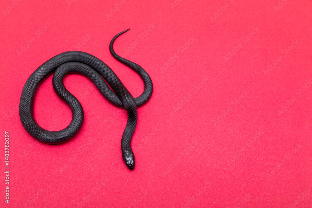 Fototapeta premium The Mexican black kingsnake (Lampropeltis getula nigrita) is part of the larger colubrid family of snakes, and a subspecies of the common kingsnake.