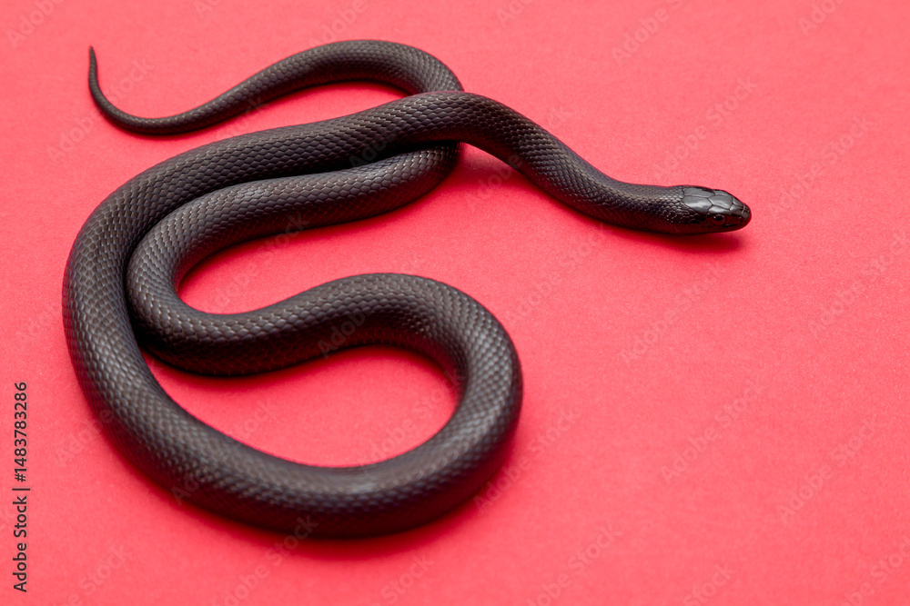 Obraz premium The Mexican black kingsnake (Lampropeltis getula nigrita) is part of the larger colubrid family of snakes, and a subspecies of the common kingsnake.