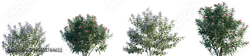 Photos Set of Ceanothus x delileanus and Nerium oleander frontal isolated png on a tran