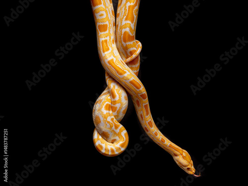 Cuadro en lienzo Python molurus bivitattus is one of the largest species of snakes